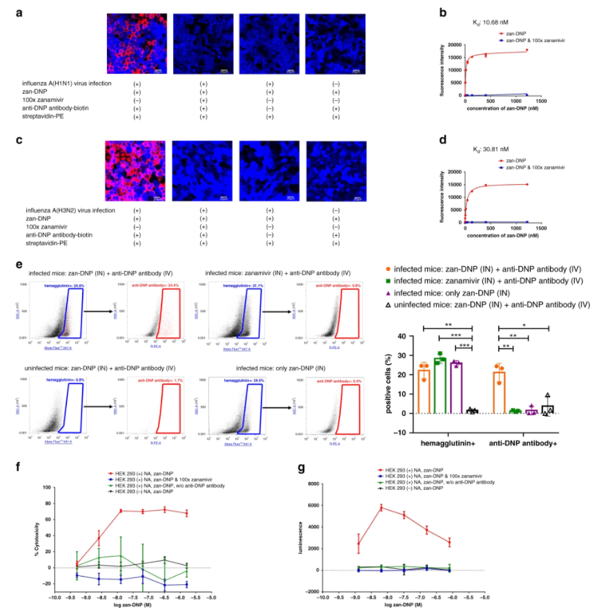 科学家开发的新流感药物技术有望应用于新冠等其他病毒感染