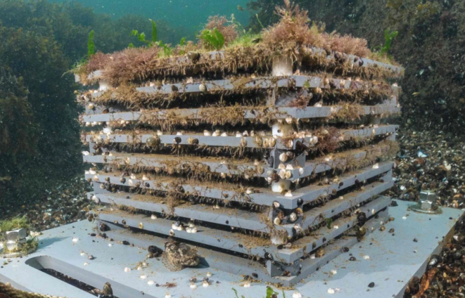 史密森学会开发的ARMS装置可提供海底生物的样本