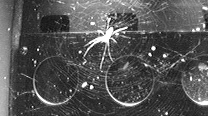 国际空间站上的实验蜘蛛在空间中会通过光来定位织网