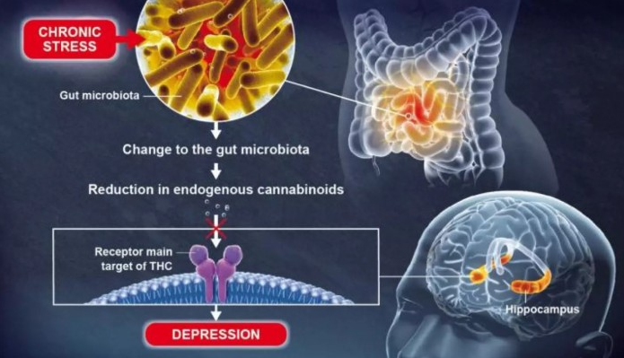 研究：肠道细菌被发现跟内源性大麻素和抑郁有关