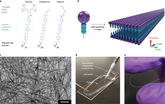 受凯夫拉纤维启发 科学家开发出比钢铁更坚固的“自组装”纳米带