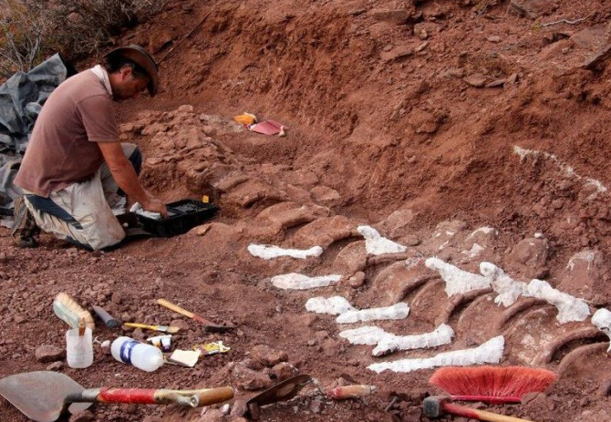 阿根廷出土9800万年前的恐龙化石 或属于有史以来最大的陆地动物