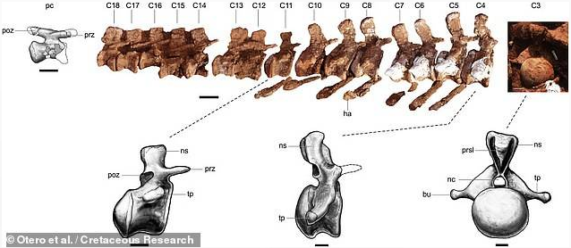 阿根廷出土9800万年前的恐龙化石 或属于有史以来最大的陆地动物