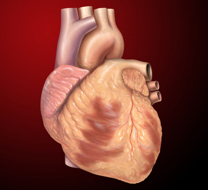 研究：人体富含“好”HDL胆固醇可能也会增加心脏病发作风险