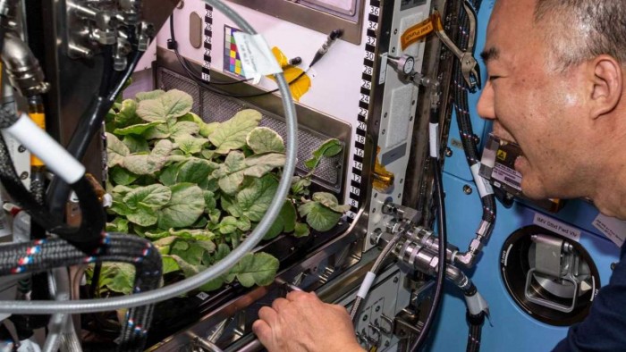 NASA展示国际空间站“小型花园”和植物实验