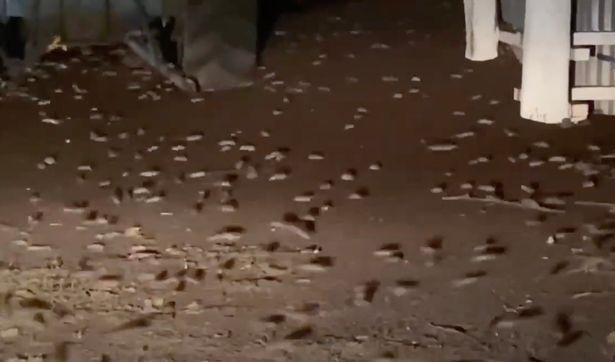 老鼠侵袭澳大利亚画面曝光：密密麻麻如蝗虫过境