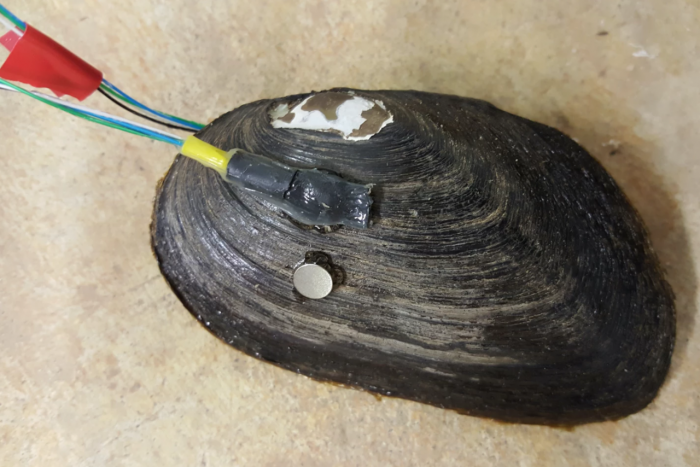 科学家设计出可安装在贻贝身上的新型传感器 可作为污染检测器