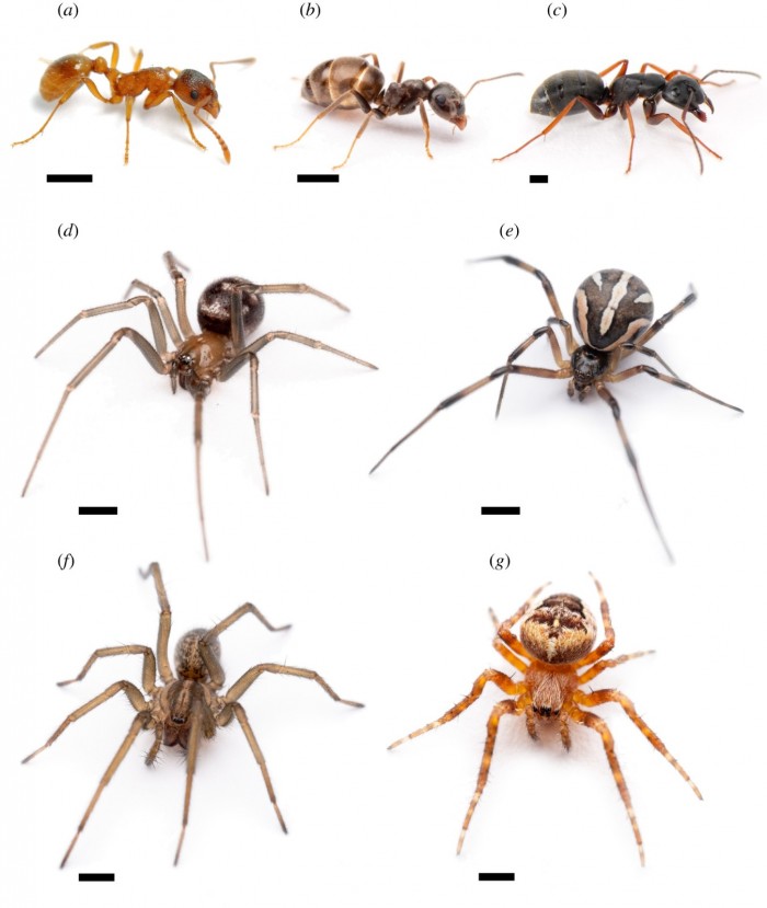 研究称欧洲火蚁释放的化学物质或能被用作环保的蜘蛛威慑剂