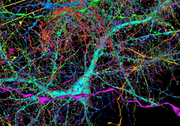 谷歌和哈佛研究人员以前所未有的细节绘制人类大脑“地图”