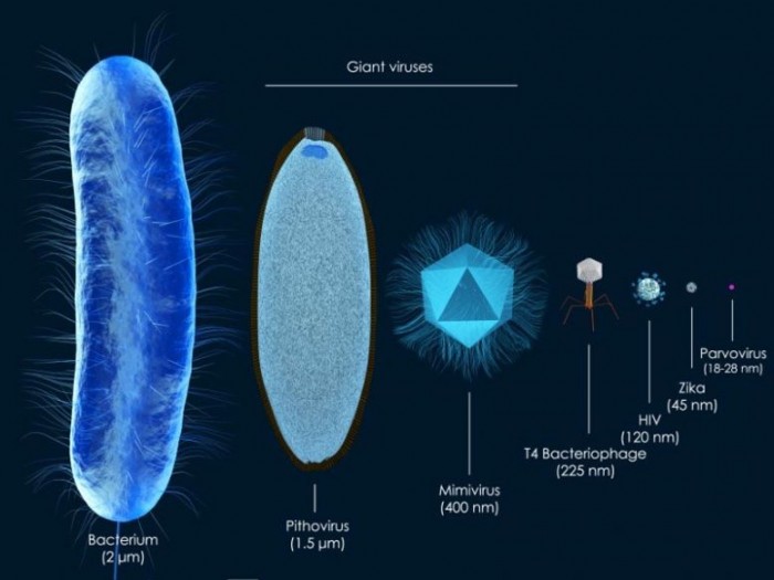 科学家利用DNA追踪巨型病毒的起源