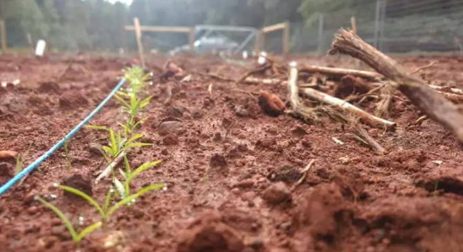 研究发现阿司匹林有助于本地植物在修复的土地上生长