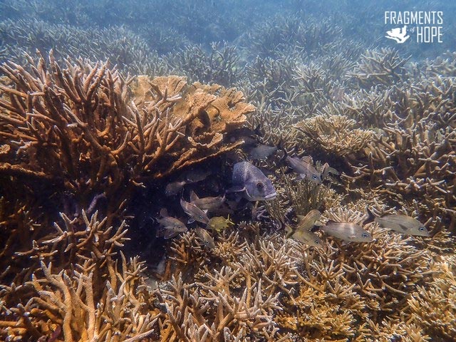 研究称造礁珊瑚和为其提供营养的微观藻类在基因上同步进化