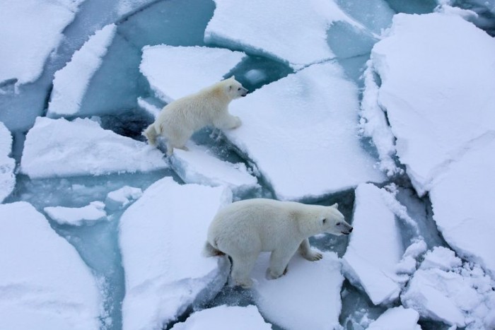 研究称北极沿海海冰变薄的速度可能比科学家以前认为的要快一倍