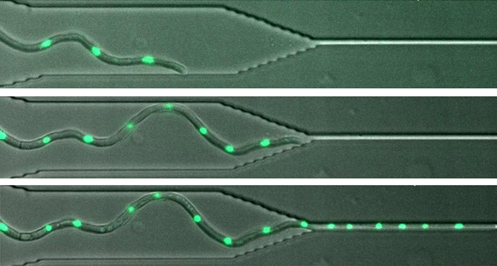 研究发现一些致病真菌可通过细胞之间微小的缝隙生长