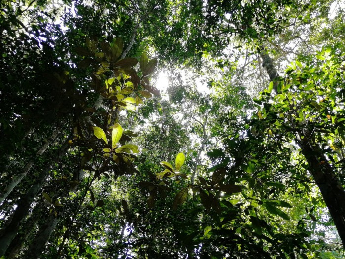 新研究显示亚马逊雨林遭受极端干旱的风险远远高于之前想象