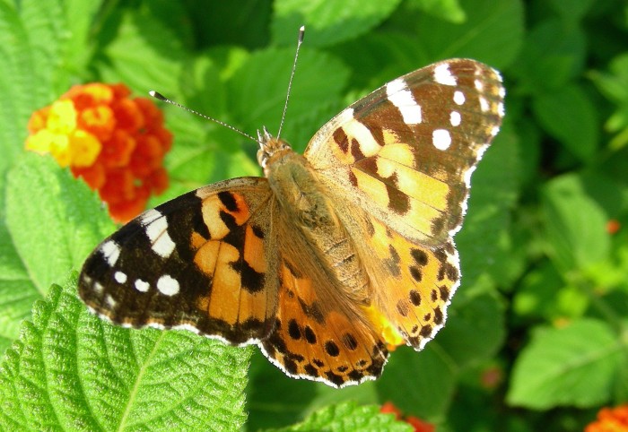 科学家揭示了Painted Lady蝴蝶是如何穿越撒哈拉沙漠的