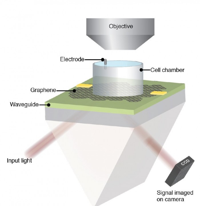 科学家打造出能对跳动心脏电场成像的“石墨烯相机”
