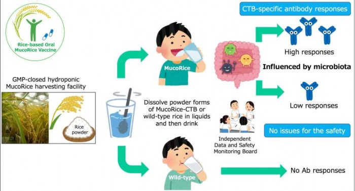 由大米制成的可食用霍乱疫苗在一期人体试验中被证明是安全的