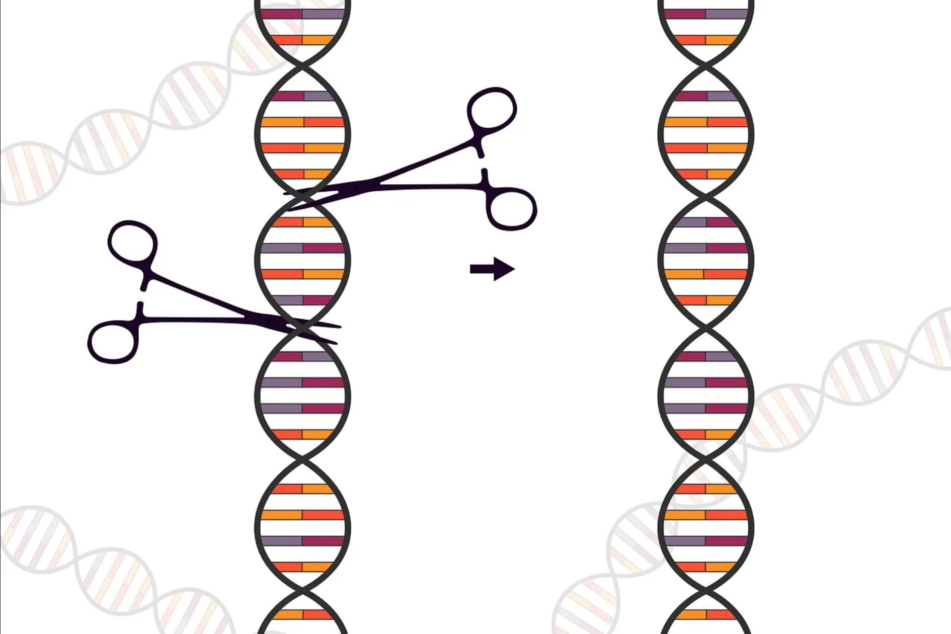 1期试验数据显示CRISPR用于治疗罕见基因疾病极具前景