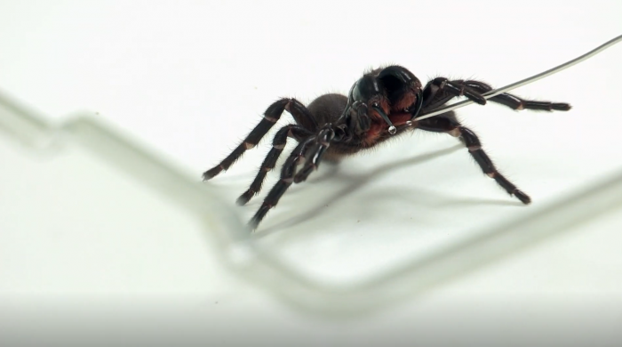 科学家在致命蜘蛛毒液中发现可以阻断心脏病“死亡信号”的蛋白质