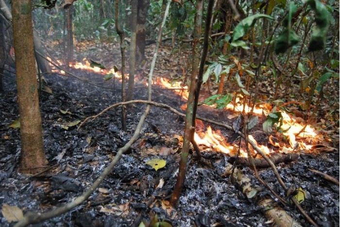 亚马逊旱灾和火灾的中心地区有25亿棵树和藤蔓被杀死