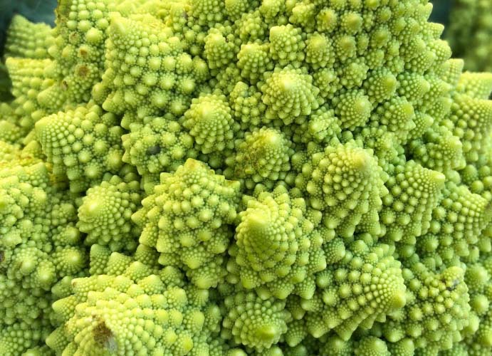 科学家解开了宝塔花菜独特形状的形成之谜：花蕾生长失败变成了茎