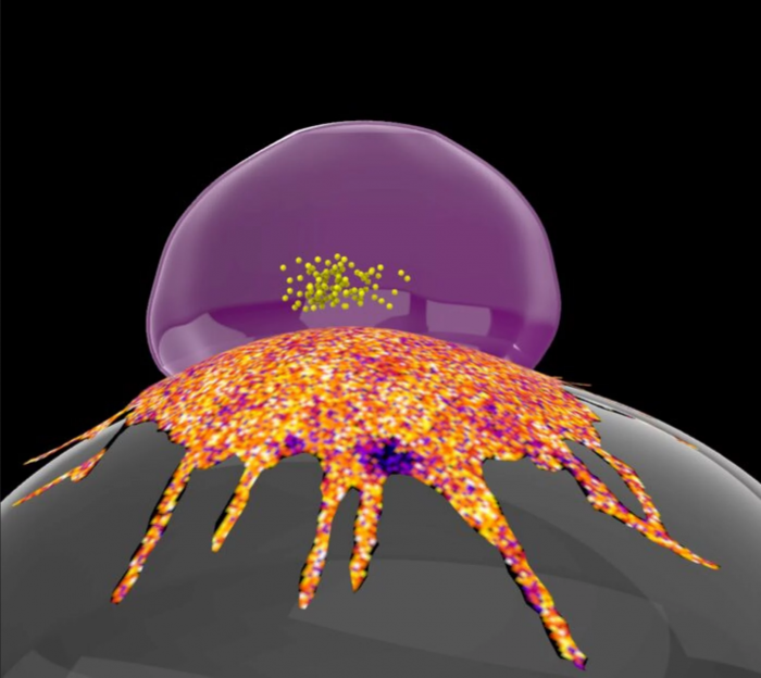 研究：脂肪“防爆罩”可帮助一些癌细胞躲避免疫系统攻击