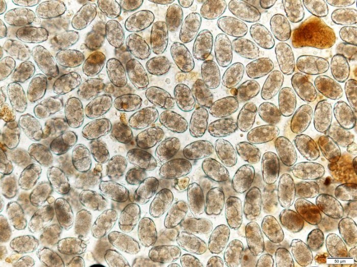 研究：犬类寄生虫已经进化出对几乎所有药物产生抗药性