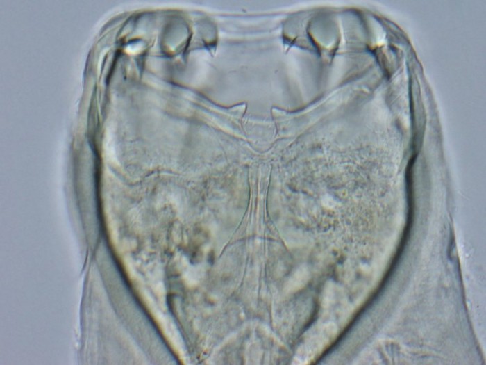 研究：犬类寄生虫已经进化出对几乎所有药物产生抗药性