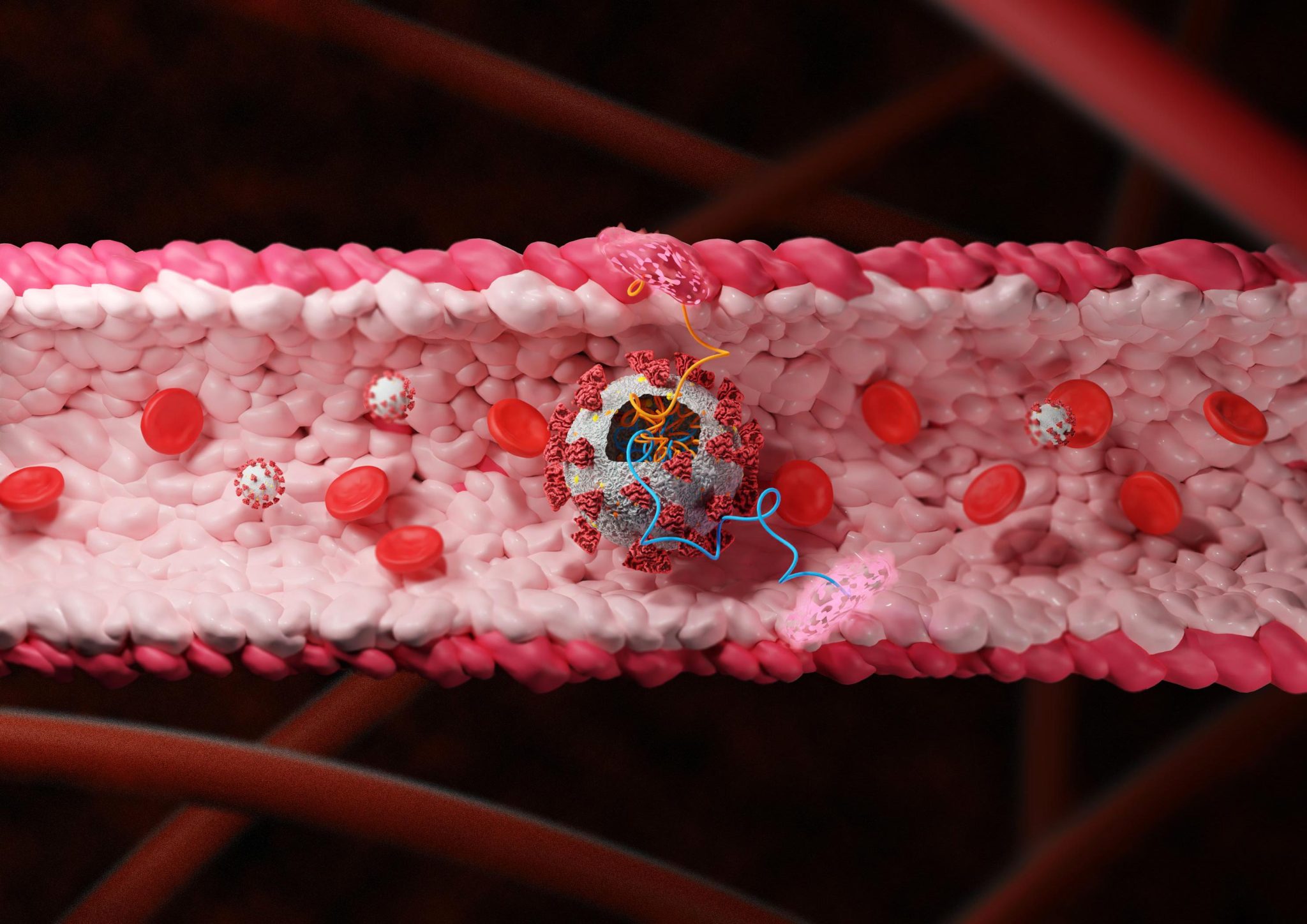 研究人员发现新冠病毒中能损害血管的蛋白质