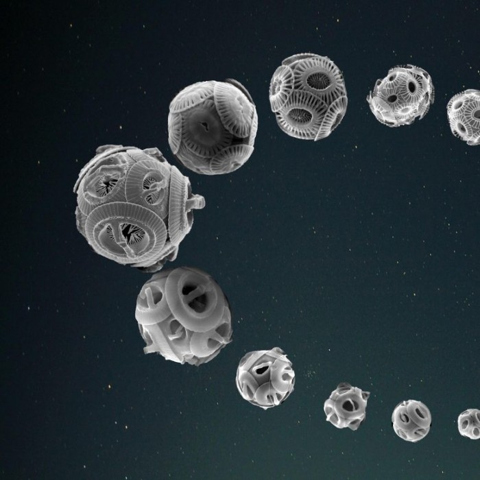 研究发现地球轨道的变化推动了颗石藻的生物进化
