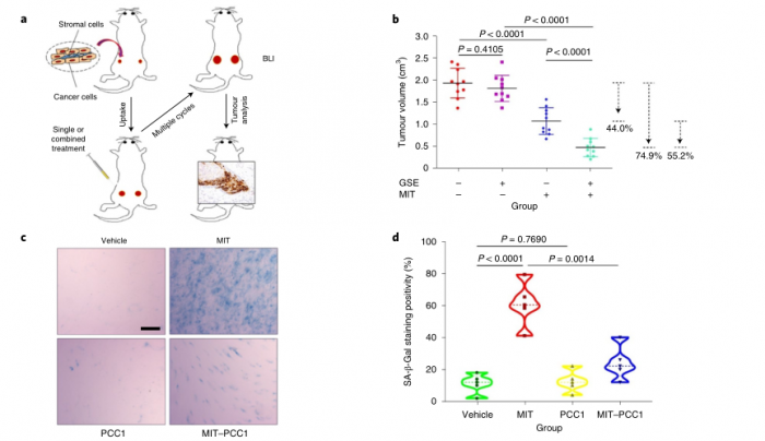 中国研发团队发现突破性“抗衰老”物质，权威杂志《Nature Metabolism》发布研究成果