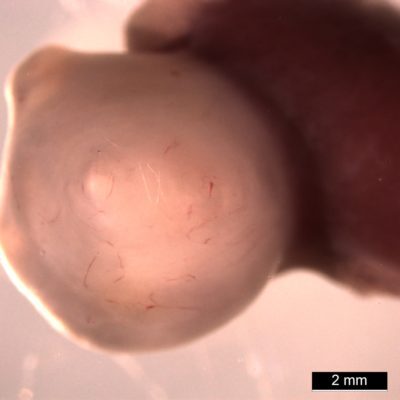 科学家创造出迄今最先进的迷你胃：能收缩且可产生胃酸