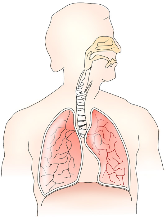 首例在感染新冠导致肺部无法修复后进行的双肺移植手术公开