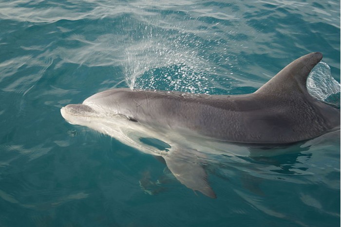 海豚可以通过改变哨声音量传递其他信息