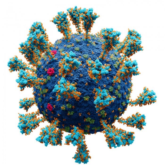 研究称SARS-CoV-2刺突蛋白激活了血细胞中的人类内源性逆转录病毒