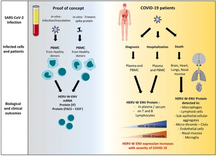 研究称SARS-CoV-2刺突蛋白激活了血细胞中的人类内源性逆转录病毒