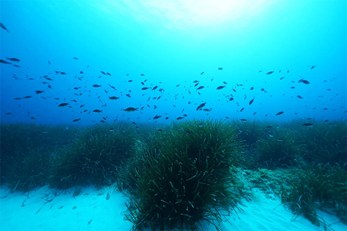 科学家在海洋中的“海草床”下发现大量的糖类物质