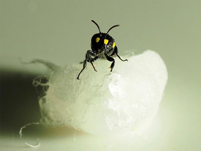 新西兰的Humble Bee Bio公司正在利用蜜蜂制造生物塑料