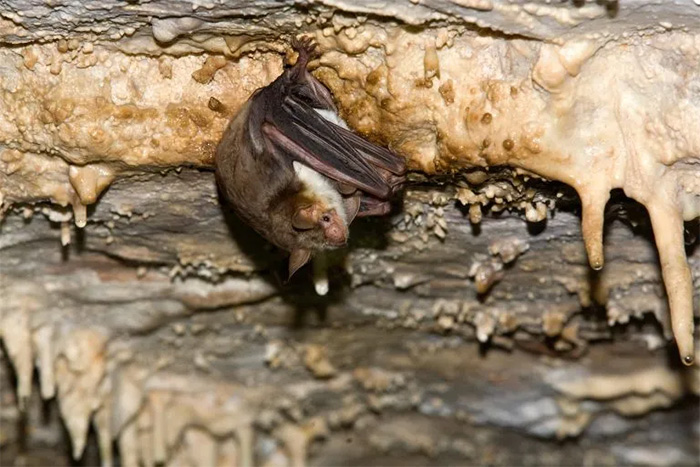 实验显示人类可以像蝙蝠一样学习回声定位