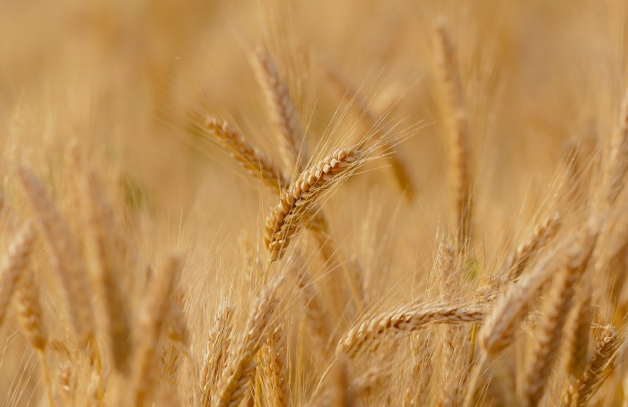 距今约2700年 江苏沿海地区首次发现麦类遗存