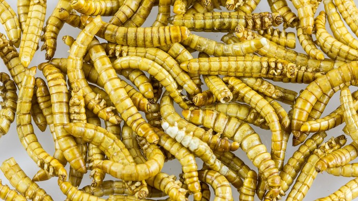 科学家将黄粉虫制成美味、富含蛋白质的“类肉”调味品
