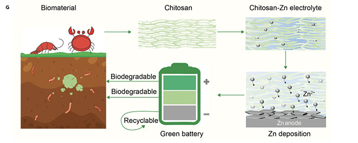 研究人员用螃蟹制出更环保电池