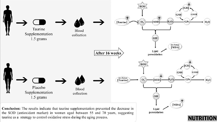 科学家发现氨基牛磺酸可用于抗衰老疗法