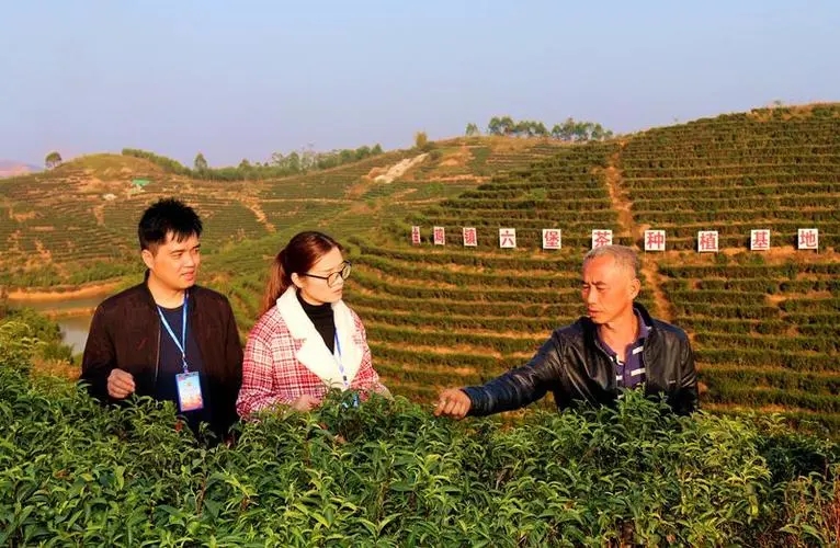 科技赋能出好茶 广西六堡茶产业实现产量产值“双倍增”