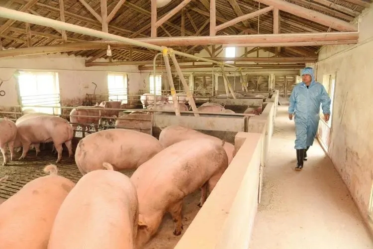 国家发改委：目前供需格局改善不明显 生猪涨价或难以持续