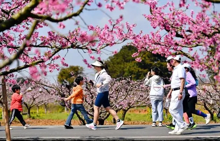 “赏花经济”带动文旅市场春潮涌动 